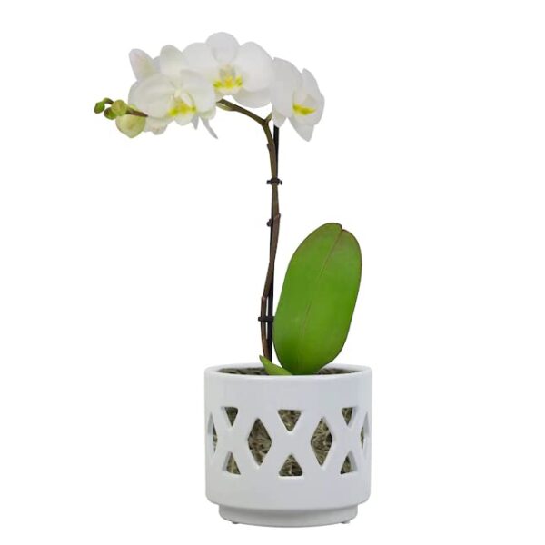 Votaniki 6" White Ceramic Planter w/ Drainage Holes Orchid Pot w/ Sunlight Holes