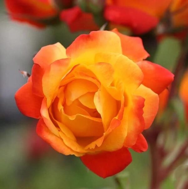 Votaniki Pinata Climbing Rose Bulbs for Planting - Long Lasting, Fragrant, Perennial Climbing Rose | Climbing Rose Attracts Pollinators