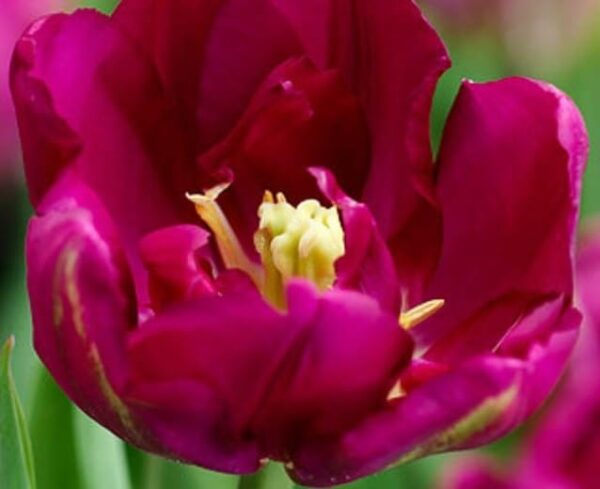 Votaniki Royal Acres Tulip Bulbs - Perennial Tulipa ‘Royal Acres’ (Double Early Tulip) | Fragrant & Red Blooming Tulip - Easy to Grow