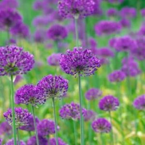 Purple Sensation Allium 20 Bulbs - Deer Resistant and Easy to Grow