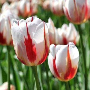 Carnaval Tulip Bulbs for Fall Planting - Set of 10 White Tulip Bulbs Plant Seeds for House Plants Fall Bulbs for Planting Perennial - Tulip Flowers Bulb