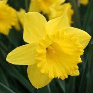 Daffodil Dutch Master (25 Bulbs) - Yellow Daffodil Narcissus Bulbs