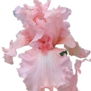 Votaniki Reblooming Bearded Iris (Iris Pink Attraction), Perennial Bareroot Plant | Spectacular Flower Heads