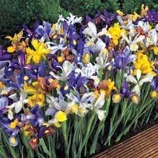 Votaniki Dutch Iris Bulbs Mixed Color - Set of 75 Flower Bulbs Perennial Flower Bulbs Iris Plant Bulbs for Planting - Dutch Irises Bulbs Mixed Flower Bulbs Indoor Beautiful Iris Flowers Plant