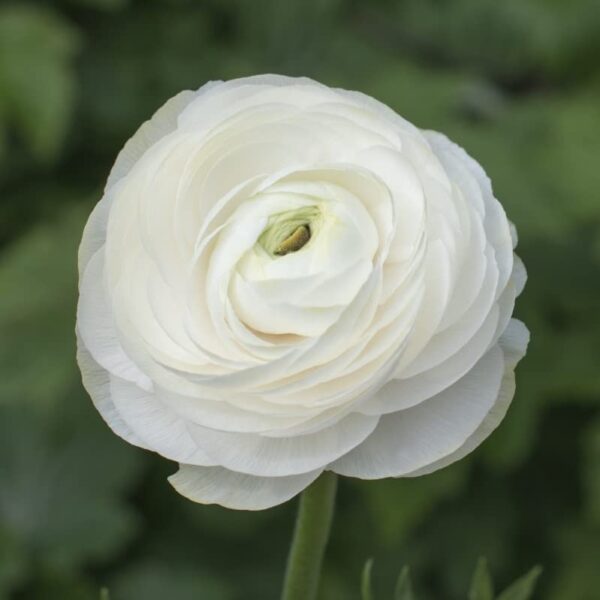 Votaniki Ranunculus Aviv Mix Bulbs - Large, and Showy Blooms, Perennial Ranunculus Flower Bulbs | Perfect for Any Garden - Easy to Grow and Low Maintenance