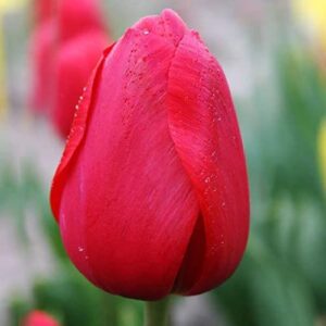 Darwin Hybrid Tulip Red Impression