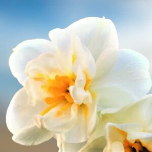 Fragrant Narcissus Plant Bulbs – 10Pcs Daffodil Bulbs for Fall Planting Garden Flower Bulbs Cheerful Live Plants Outdoor - White Yellow Flower Seeds