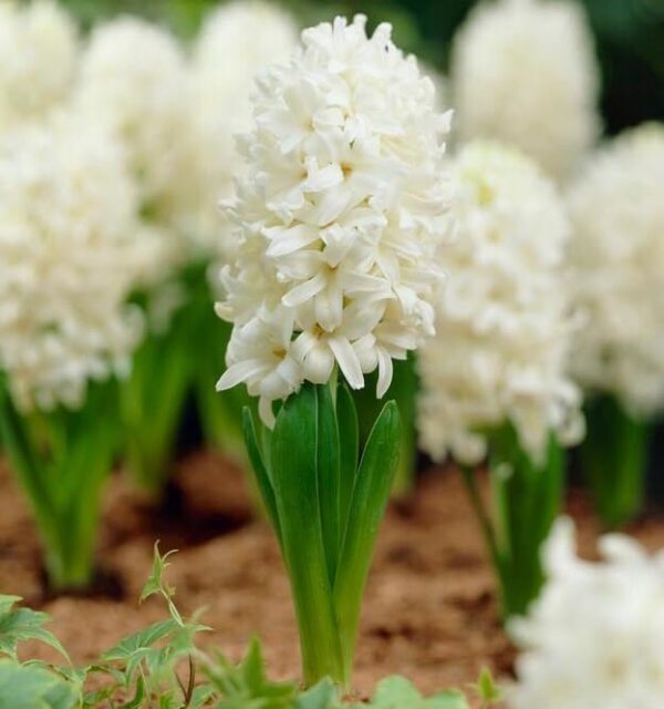 Votaniki White Pearl Hyacinth Bulbs - Hyacinthus Orientalis 'White Pearl' | Fragrant & Beautiful White Blooms - Easy to Grow Perennial Hyacinth