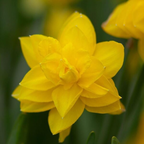 Votaniki Double Daffodil Golden Ducat Bulbs - Long Lasting Blooms & Perennial Daffodil | Narcissus Double 'Golden Ducat - Easy to Grow