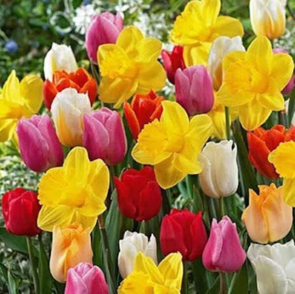 All in One Mixture - Tulips Bulbs and Daffodil Bulbs a Colorful Mix of Tulips and Popular Dutch Master Daffodils!