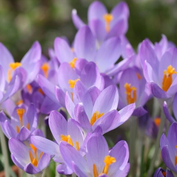 Votaniki Barr's Purple Crocus Bulbs - Perennial Rare Crocus, Tommasinianus ‘Barr’s Purple’ (Early Crocus) | Easy to Grow and Low Maintenance