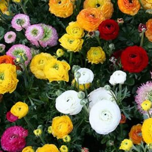 Votaniki 25 Mixed Ranunculus Bulbs for Planting, Buttercup Color Mix Value Bag (Plant in Gardens, Borders & Flowerbeds)