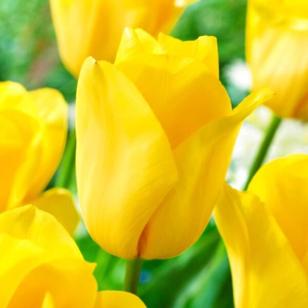 Votaniki Strong Gold Tulip Bulbs - Perennial & Large Cup Shaped Yellow Blooms | Tulipa Triumph 'Strong Gold' Tulip - Easy to Grow