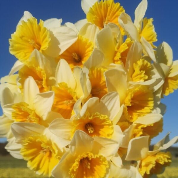 Votaniki Slim Whitman Daffodil Bulbs - Perennial Narcissus 'Slim Whitman' Daffodil | Large Cupped Daffodil Flowers - Easy to Grow