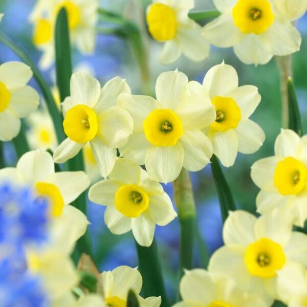 Votaniki Narcissus Minnow Daffodil Bulbs - Perennial & Fragrant Flower, Narcissus Minnow (Tazetta Daffodil) | Spring Flowering Bulbs - Easy to Grow Daffodil