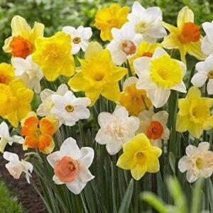 Daffodil Bulbs, Trumpet Daffodil Mix -10 Bulbs, Long Lasting