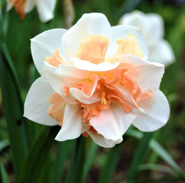 Narcissus Daffodil Replete (12 Pack) White & Coral Pink Double Flowering Blooms