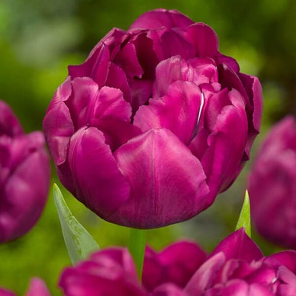 Votaniki Royal Acres Tulip Bulbs - Perennial Tulipa ‘Royal Acres’ (Double Early Tulip) | Fragrant & Red Blooming Tulip - Easy to Grow