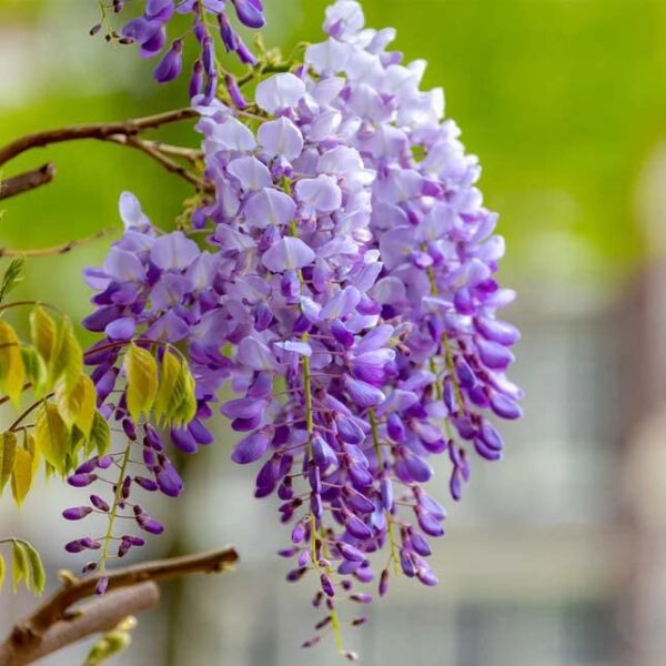 Votaniki Purple Wisteria 1-2 Ft Plant - Fragrant Wisteria Live Plant | Perennial, Sweet Fragrant Bloom, Wisteria Flowering Plants - Easy to Grow