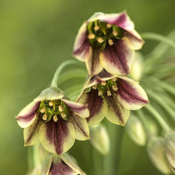 Votaniki Nectaroscordum Mediterranean Bells Bulbs - Perennial & Long Blooming, Nectaroscordum Siculum (Formerly Allium Bulgaricum) | Easy to Grow