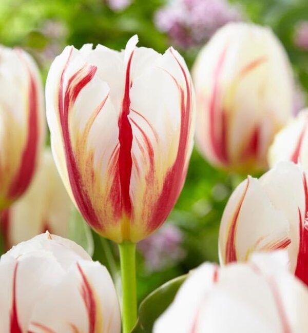 Votaniki Carnival De Rio Tulip Bulbs - Long Lasting Blooms, Perennial Tulipa Triumph 'Carnaval de Rio' | Easy to Grow and Low Maintenance