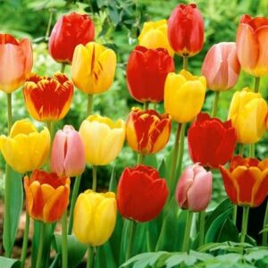 Hybrid Tulip- Tequila Sunrise Colorful Mixture ( 25 Bulbs)