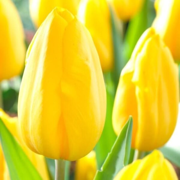 Votaniki Strong Gold Tulip Bulbs - Perennial & Large Cup Shaped Yellow Blooms | Tulipa Triumph 'Strong Gold' Tulip - Easy to Grow