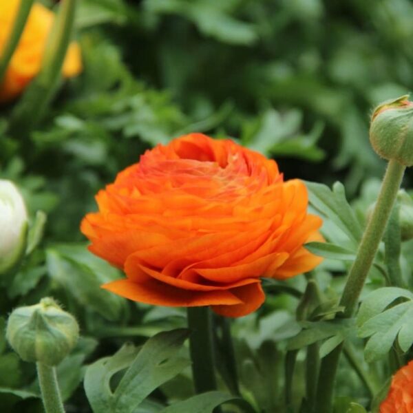 Votaniki Ranunculus Aviv Mix Bulbs - Large, and Showy Blooms, Perennial Ranunculus Flower Bulbs | Perfect for Any Garden - Easy to Grow and Low Maintenance