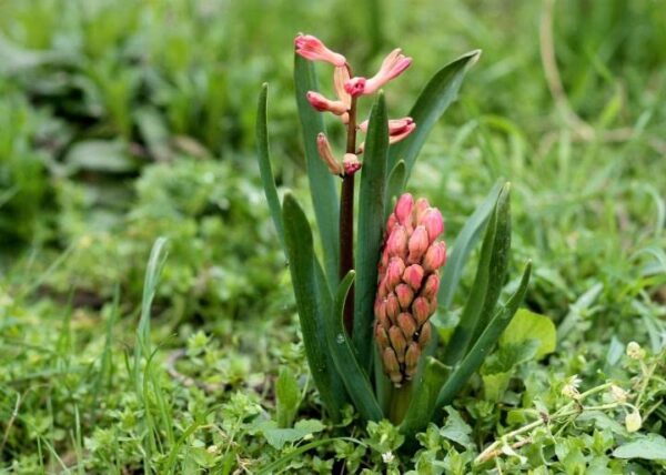 Fragrant Hyacinths - Mixed Color Hyacinth Bulbs