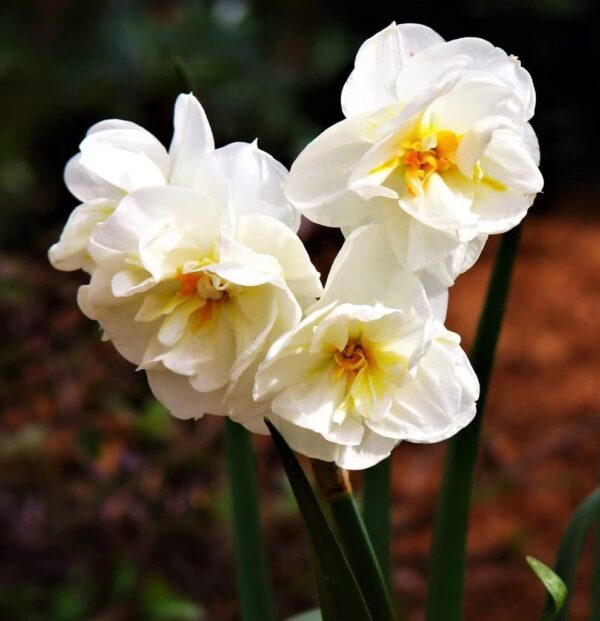 Fragrant Narcissus Plant Bulbs – 10Pcs Daffodil Bulbs for Fall Planting Garden Flower Bulbs Cheerful Live Plants Outdoor - White Yellow Flower Seeds