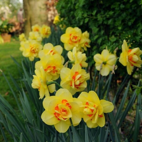 Votaniki Tahiti Narcissus Bulbs - Long Lasting Blooms, Versatile, Large Yellow Flowers | Perennial 'Tahiti' (Double Daffodil) - Easy to Grow