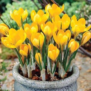 Yellow Crocus Bulbs Plants - Mammoth 20 Pack of Flower Bulbs to Plant in Fall Perennial Flower Seeds for Planting Outdoors - Crocus Corms Flower Mix