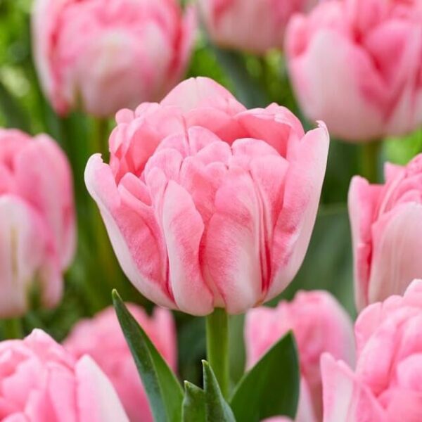 Votaniki Foxtrot Tulip Bulbs for Planting - Fragrant Blooms, Perennial Tulip, Peony Like Flowers | Tulipa Double Mid 'Foxtrot' Tulip - Easy to Grow