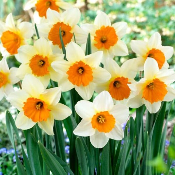 Votaniki Sempre Avanti Daffodil Bulbs - Perennial & Long Lasting Blooms, Narcissus Large Cupped 'Sempre Avanti' Daffodil | Stunning Garden Display