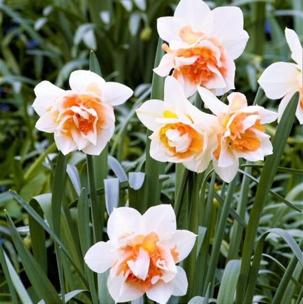 Narcissus Daffodil Replete (12 Pack) White & Coral Pink Double Flowering Blooms