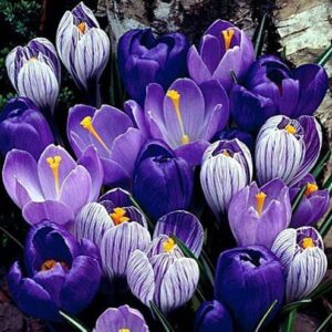 Blue Moon Crocus Mix 22 Large Pre-Chilled Bulbs for Springs Blooms