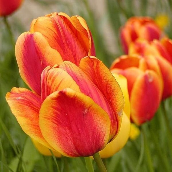 Votaniki Apeldoorn's Elite Tulip - Perennial Tulip Flowering Bulbs for Planting | Long Lasting Blooms - Cherry Red with Wide Yellow Margins