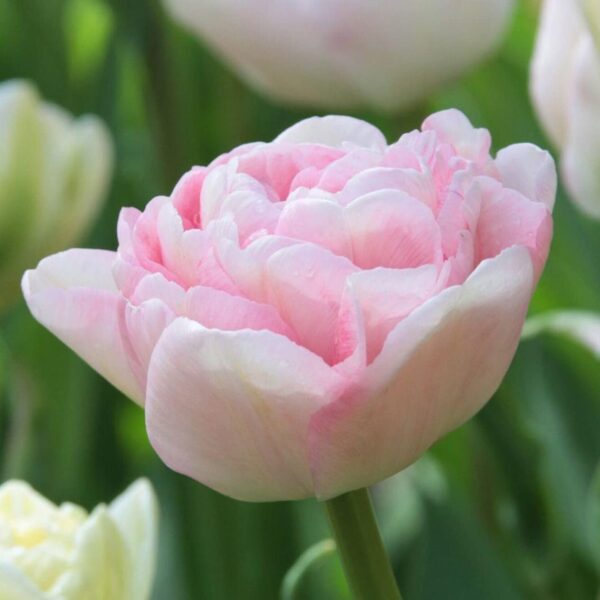 Double Pink Tulip Angelique Tulips- 12 Large Bulbs Pre-Chilled Ready for Blooms