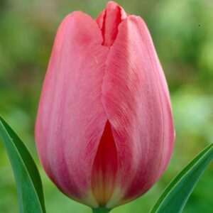 12 Darwin Hybrid Tulip ‘Van Eijk’ 12 Large Pre-Chilled Bulbs