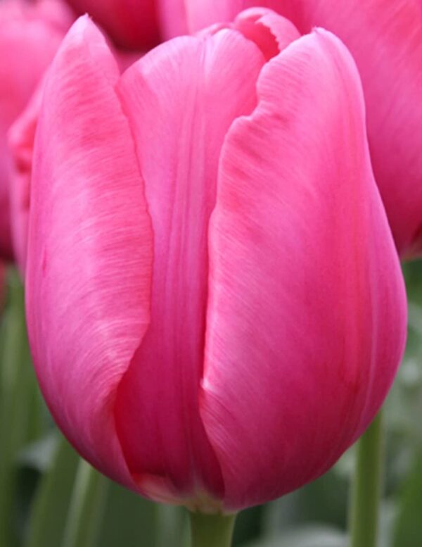 12 Darwin Hybrid Tulip ‘Van Eijk’ 12 Large Pre-Chilled Bulbs