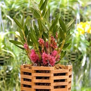 Votaniki Better GRO Octagon Cedar Basket - Wooden Basket