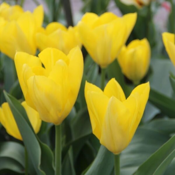 Votaniki Tulip Yellow Purissima Bulbs - Early Bloomer Perennial Tulip, Long Lasting Blooms | Fosteriana Tulip 'Yellow Purissima' - Easy to Grow