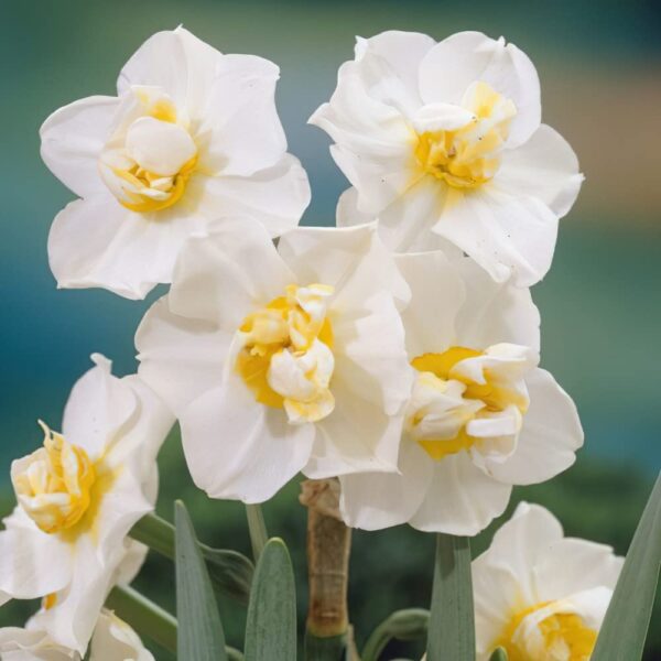 Fragrant Narcissus Plant Bulbs – 10Pcs Daffodil Bulbs for Fall Planting Garden Flower Bulbs Cheerful Live Plants Outdoor - White Yellow Flower Seeds