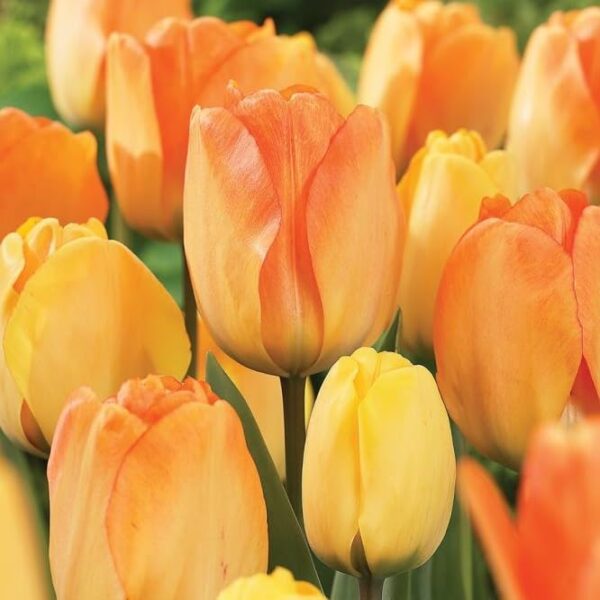 Votaniki Tulip Darwin Hybrid Daydream - Versatile, Long Lasting Blooms, Perennial Tulipa 'Daydream' Bulbs for Planting | Easy to Grow