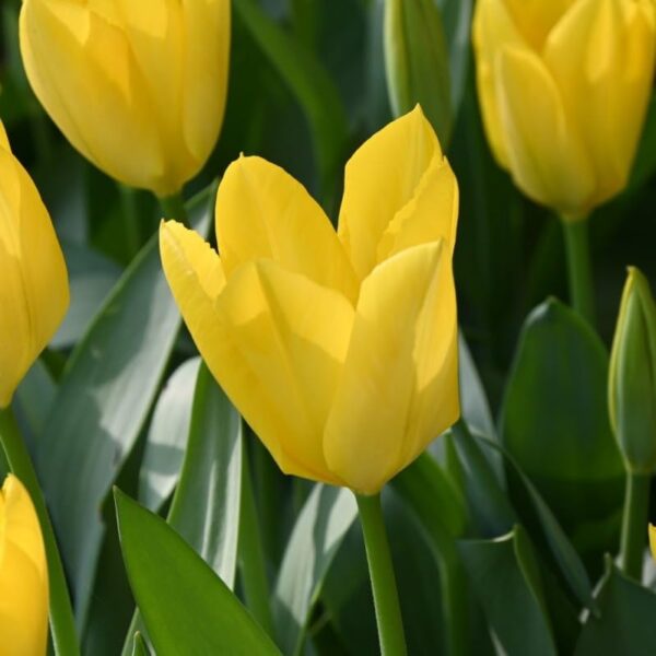 Votaniki Tulip Yellow Purissima Bulbs - Early Bloomer Perennial Tulip, Long Lasting Blooms | Fosteriana Tulip 'Yellow Purissima' - Easy to Grow