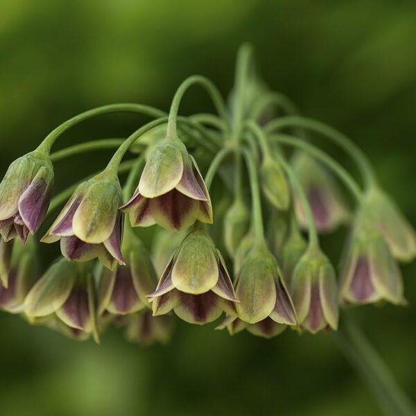 Votaniki Nectaroscordum Mediterranean Bells Bulbs - Perennial & Long Blooming, Nectaroscordum Siculum (Formerly Allium Bulgaricum) | Easy to Grow