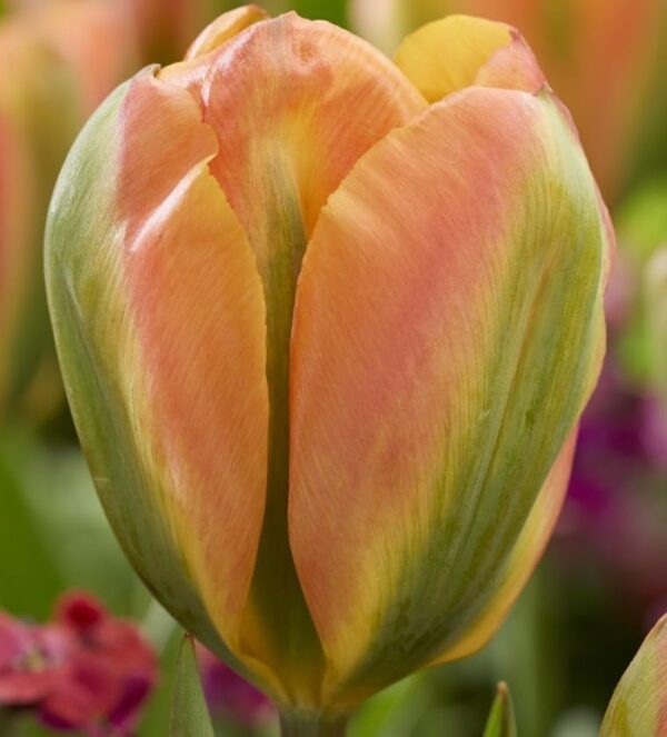 Votaniki Orange Marmalade Tulip - Long Lasting Beauties, Perennial Tulip | Orange Tulip Flowering Bulbs for Planting - Easy to Grow