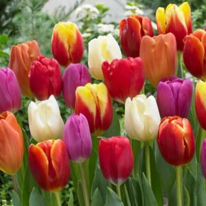 Easter Joy Triumph Tulip Mix- 10 | Tulipa Triumph