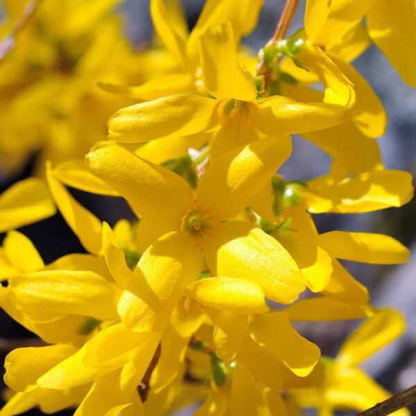 Votaniki Forsythia Lynwood Gold 1-2 Ft Plant - Perennial, Lynwood Variety, Fast Growing Tree | Forsythia Lynwood Gold Shrub - Low Maintenance Flower Plants