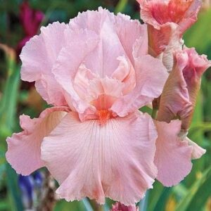 Votaniki Pink Flower Bearded Iris Bulbs – Re Blooming Iris Ready for Planting Iris Flowers Spring Bulbs to Plant in Spring - Pink Iris Bulbs for Fall Planting